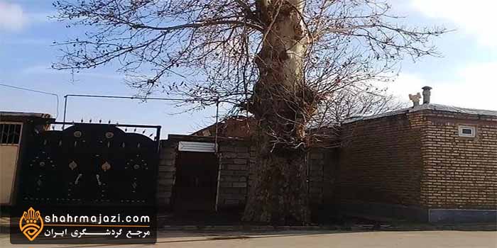 درخت کهن سال آذربایجان