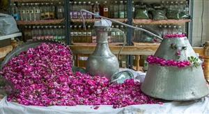  جشنواره گل و گلاب 