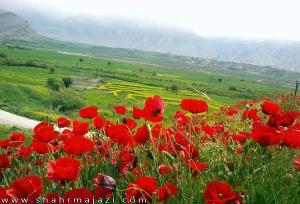  دشت زیبای سوسن 